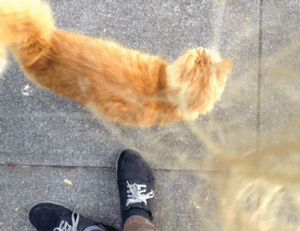 finance wbcompetitorative