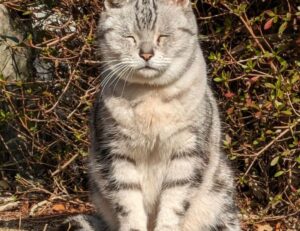 network updates roarbiznes