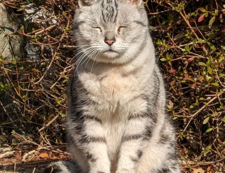 network updates roarbiznes