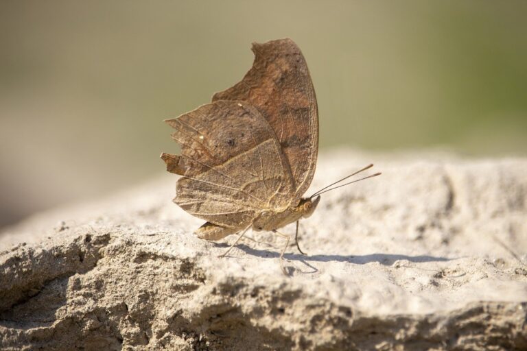 online banking guide roarbiznes