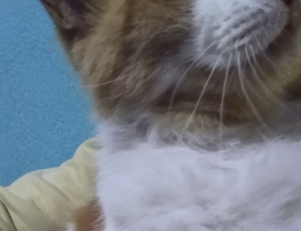 roarbiznes business infoguide from riproar