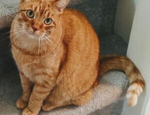 rprinvesting exchange guide from riproar