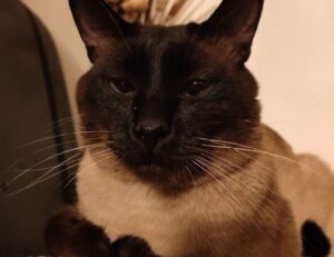 what is investment advice business roarbiznes