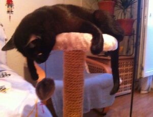 what questions to ask a business advisor roarbiznes