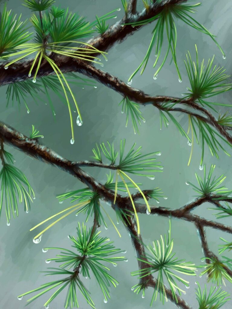 how to pronounce zethazinco island