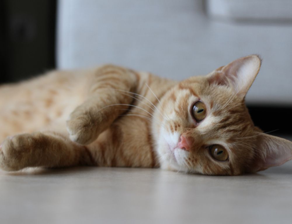 llusyep python fix code