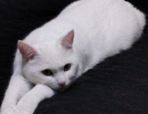 zayepro pharmaceuticals ltd tested