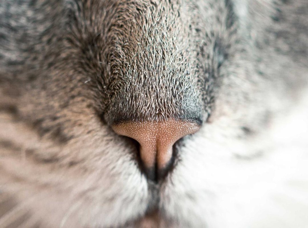 How to Do a Barrel Roll 5 Times (or Even 100!)